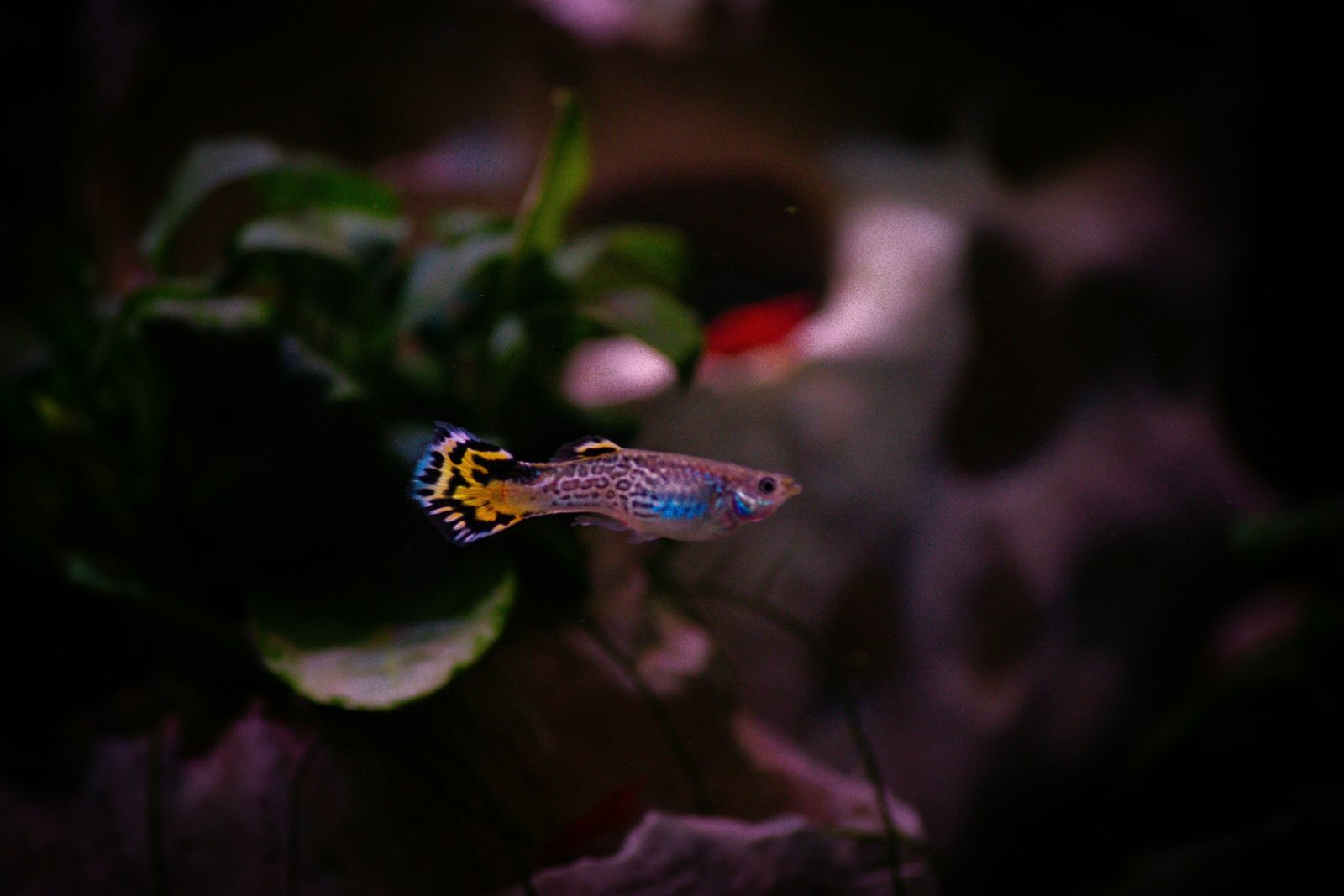 diogo-cardoso-Qmuou04mG10-unsplash