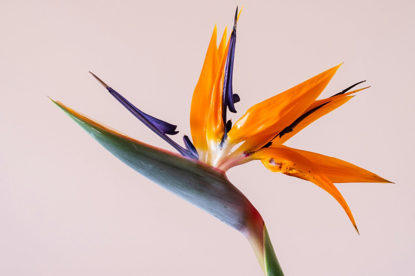 earl-wilcox-mHLHeAhpKkc-unsplash