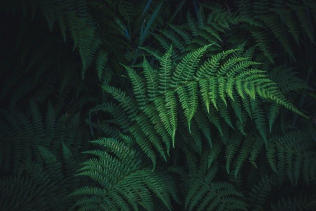 mykyta-martynenko-_1UF_3TlKcQ-unsplash