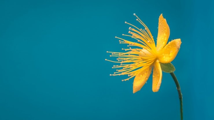 roonz-nl-vjDbHCjHlEY-unsplash