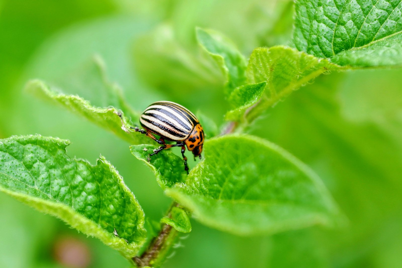 josef-hejpetr-Y40baMdKbdQ-unsplash