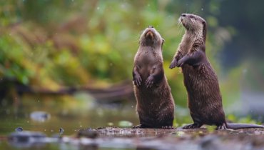 Mammals Recognition