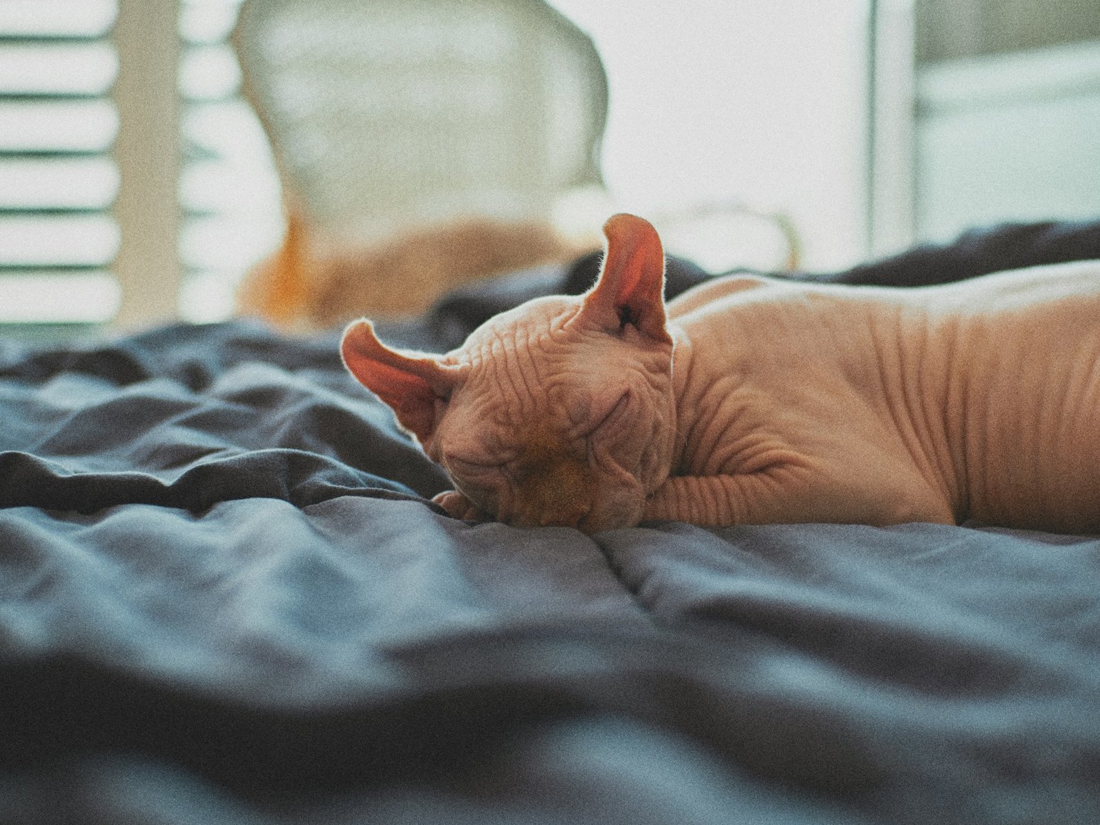 maxim-simonov-j-DLUwBTNps-unsplash