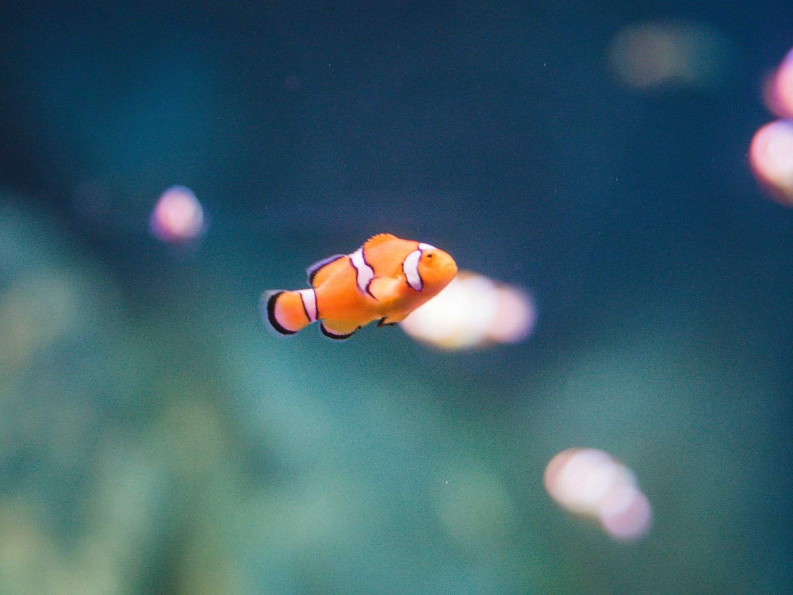 mohamed-hassouna-YlwFg8ZFcZ8-unsplash