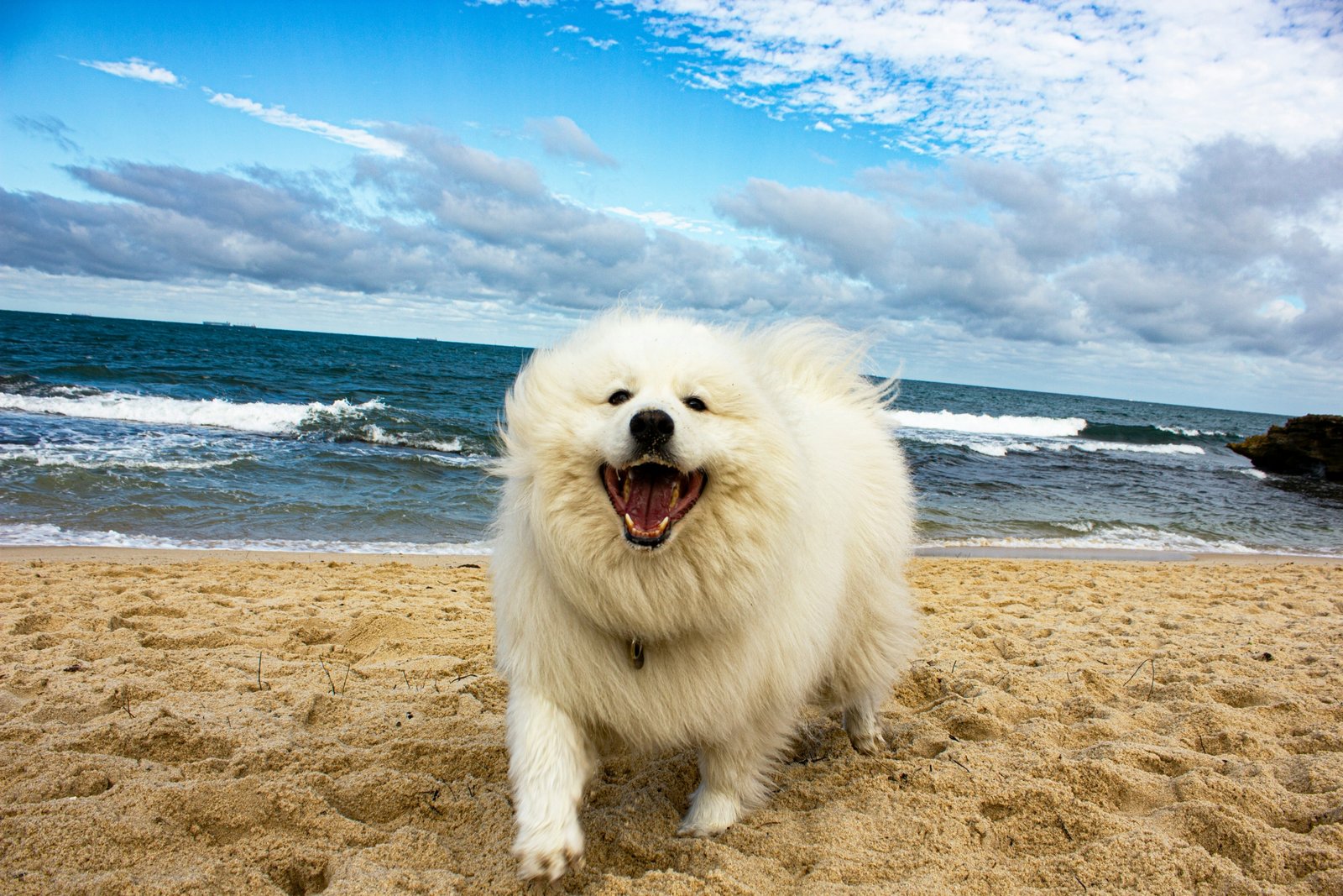 pawtography-perth-1UgUbVY0d0s-unsplash