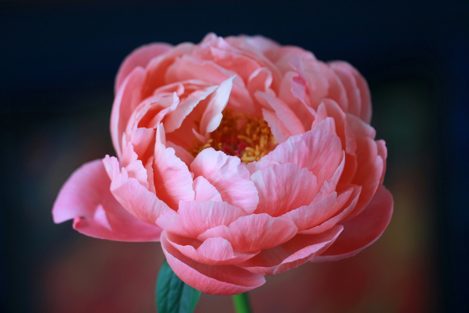 sandy-millar-h90u8EjN1OU-unsplash