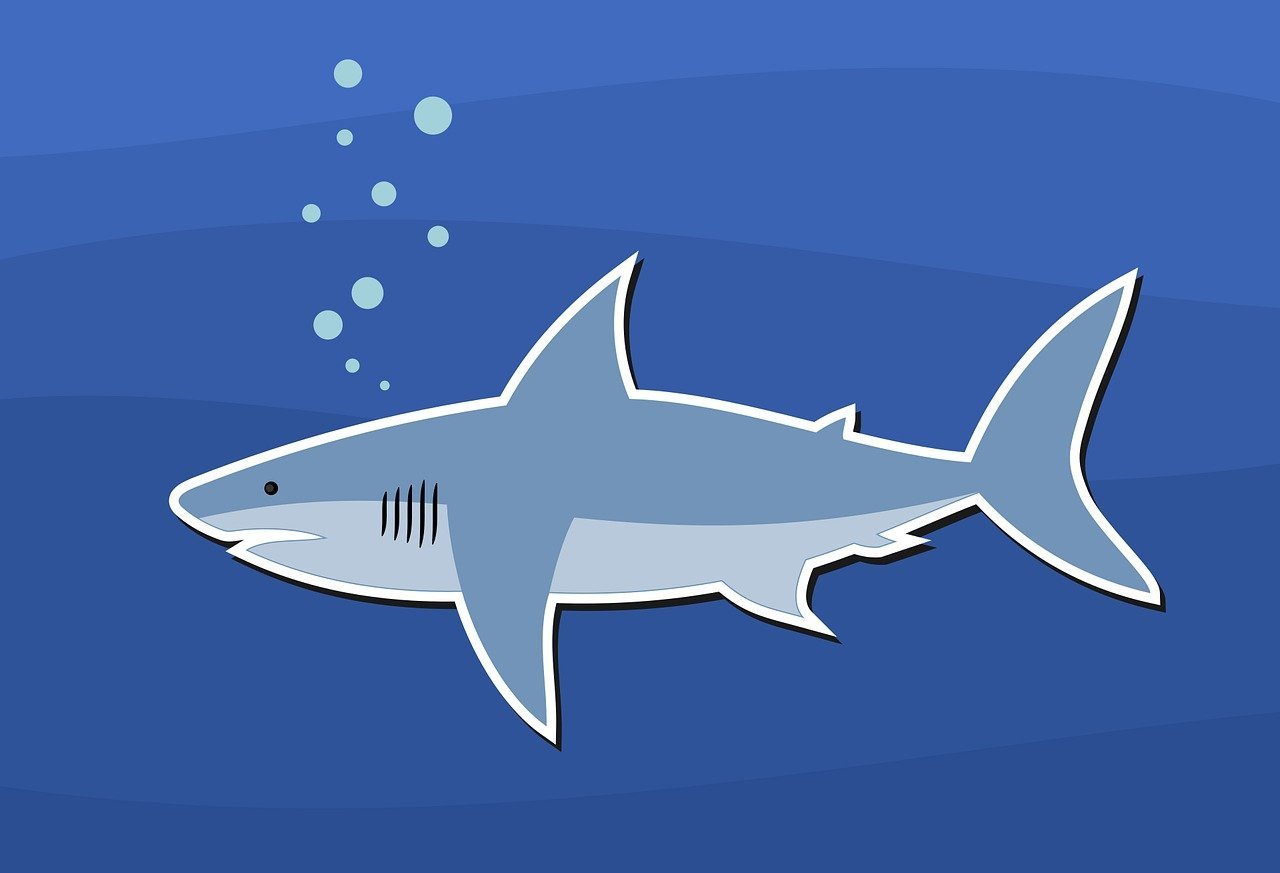 shark-3068590-1280