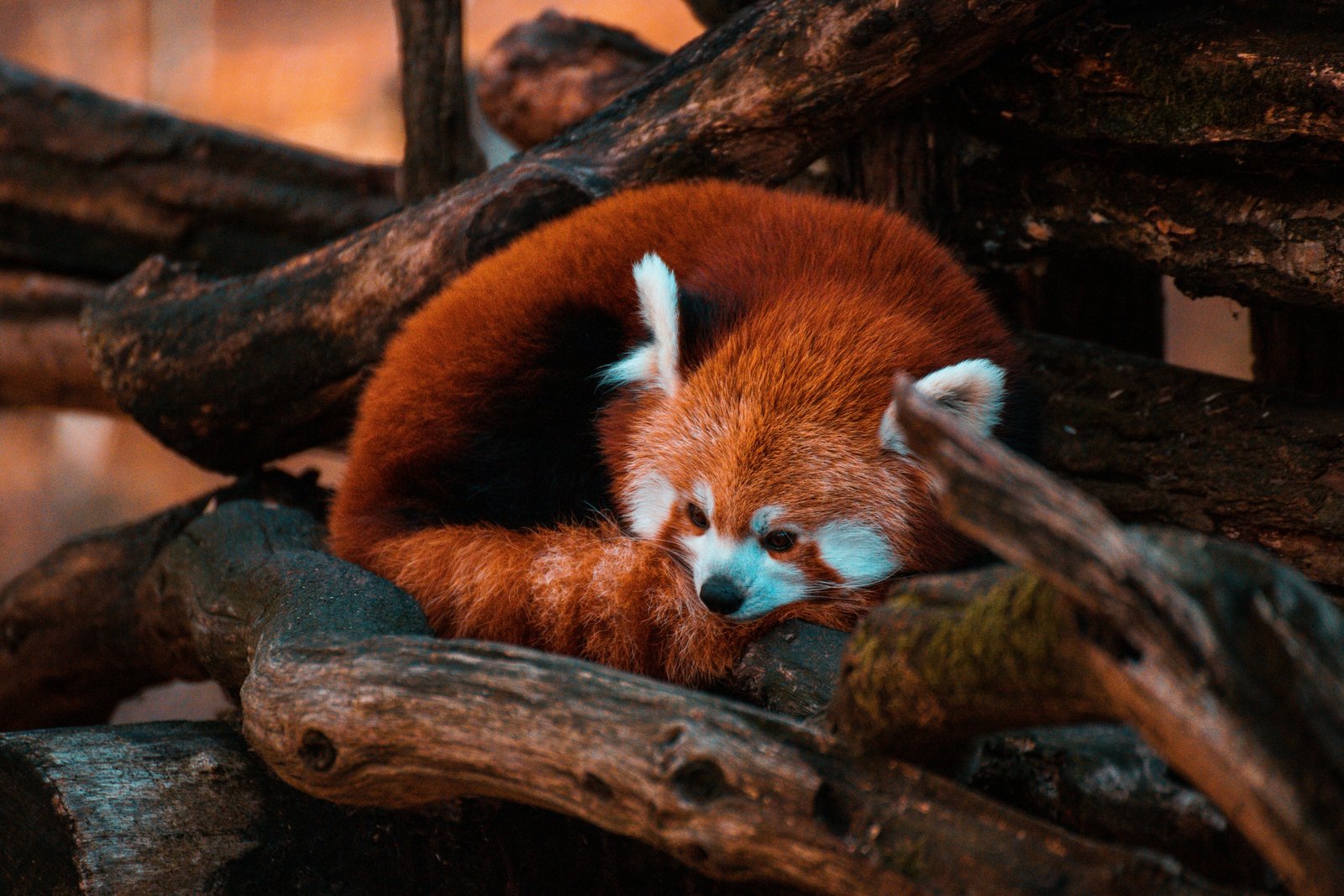 thomas-bonometti-OyO5NDiRPMM-unsplash